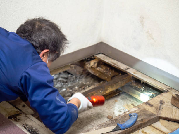 Best Industrial Mold Remediation  in San Joaquin, CA